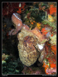 Octopus (Octopus vulgaris). Canon G10 & Inon D2000. by Bea & Stef Primatesta 